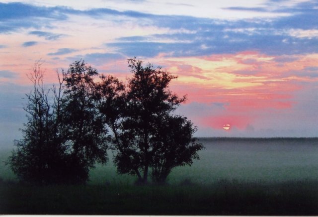 Nebel im Moor