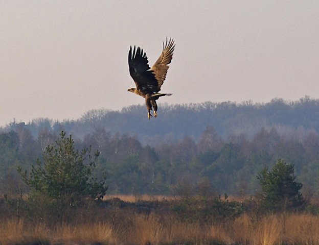 Seeadler