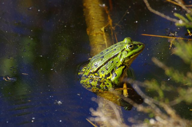 Frosch-1