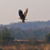 Seeadler